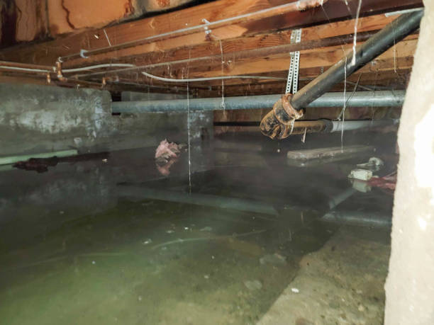 Best Professional water damage repair  in Laguna Woods, CA